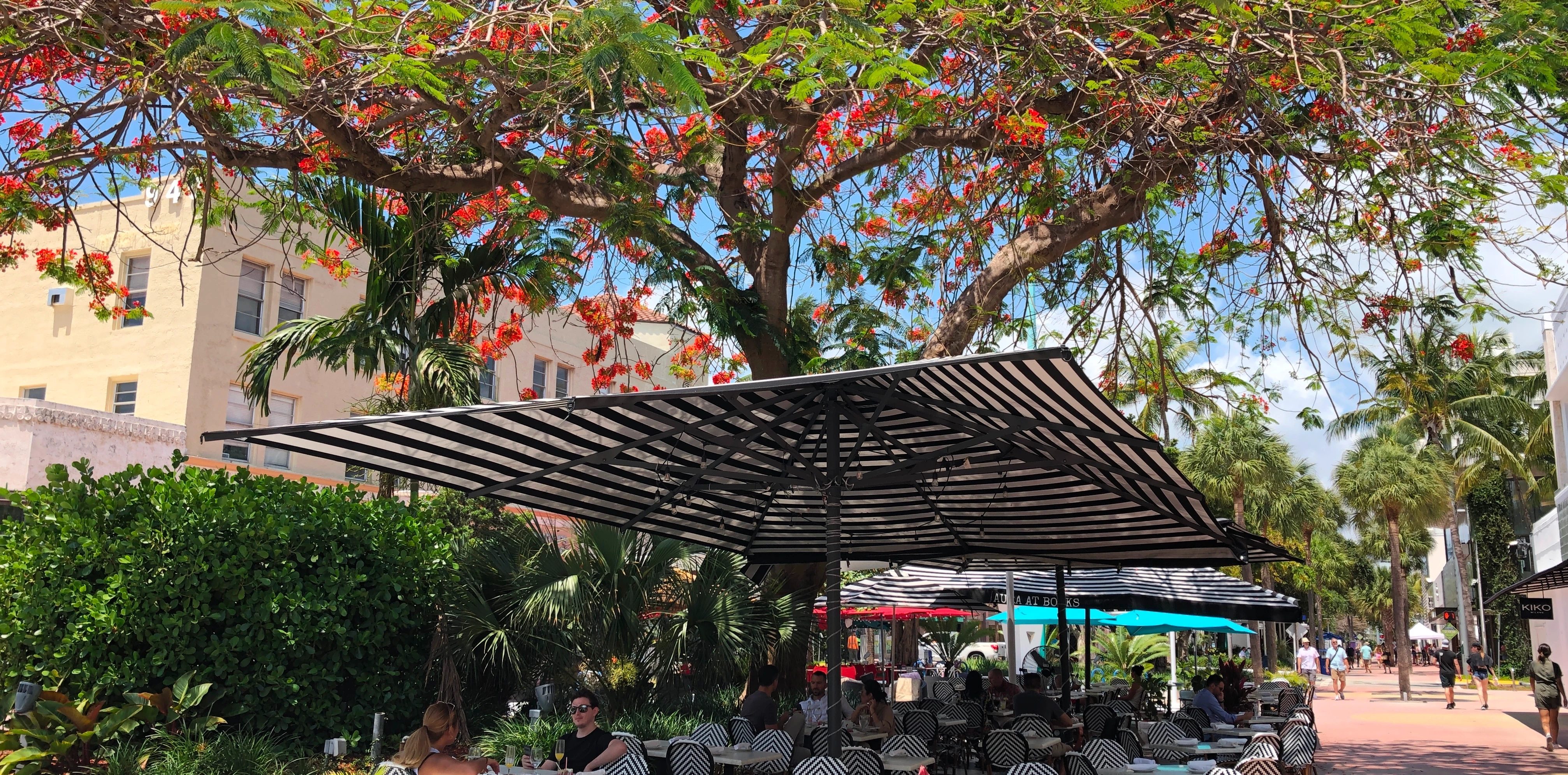 Photo: dinning-under-royal-poinciana.webp from Category: 1